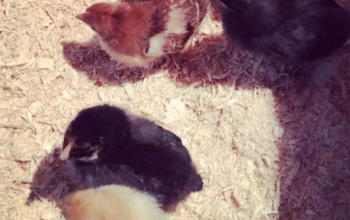 Adding Chicks to Your Homestead