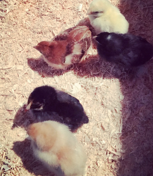 The fab 5 as chicks.