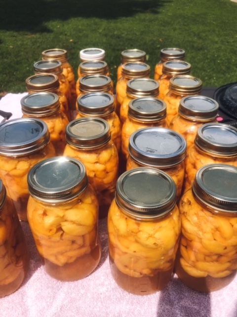 Finished product of canning peaches. 